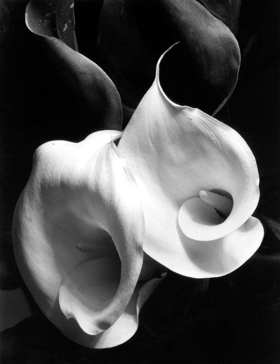 Imogen Cunningham - Archives of Women Artists, Research and