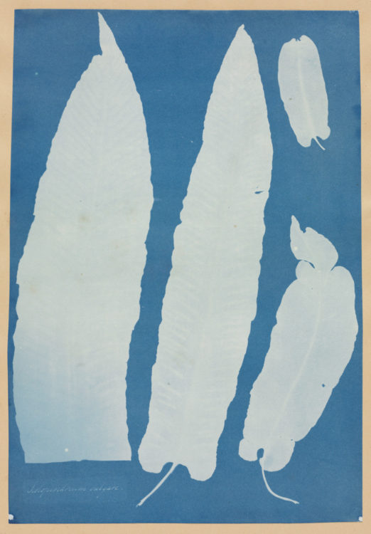 Anna Atkins — AWARE Women artists / Femmes artistes
