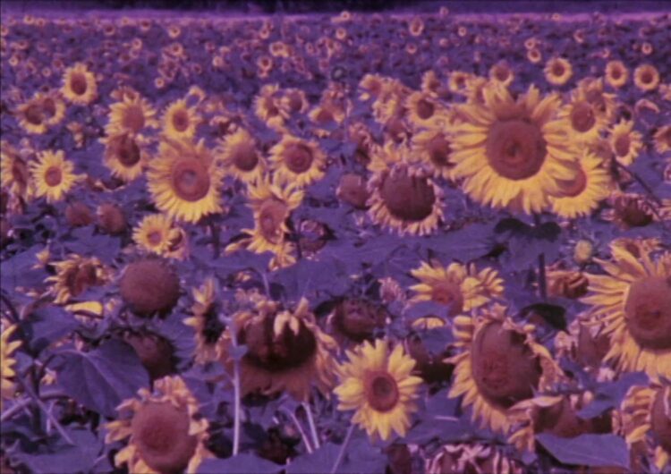Rose Lowder — AWARE Women artists / Femmes artistes