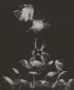 Yurie Nagashima — AWARE