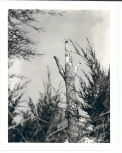 Toucher les objets dans l’obscurité avec Claude Cahun - AWARE Artistes femmes / women artists