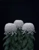 Tomoko Yoneda — AWARE