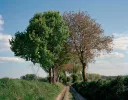 Tomoko Yoneda — AWARE