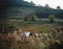Tomoko Yoneda — AWARE