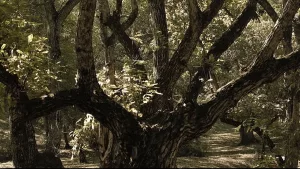 Saodat Ismailova - AWARE Artistes femmes / women artists